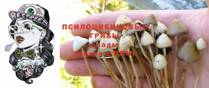 где можно купить наркотик  Великие Луки  Галлюциногенные грибы GOLDEN TEACHER 